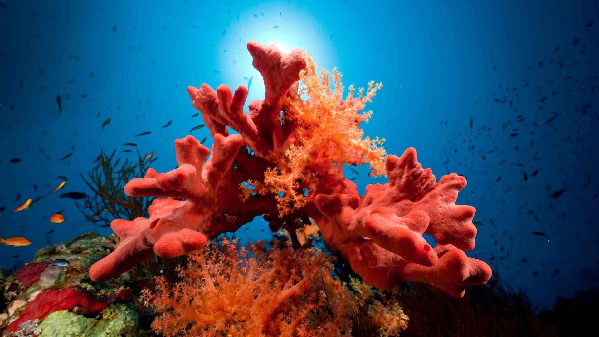 Coral reefs pass irreversible tipping point, UGREEN OFFER, Social tipping points