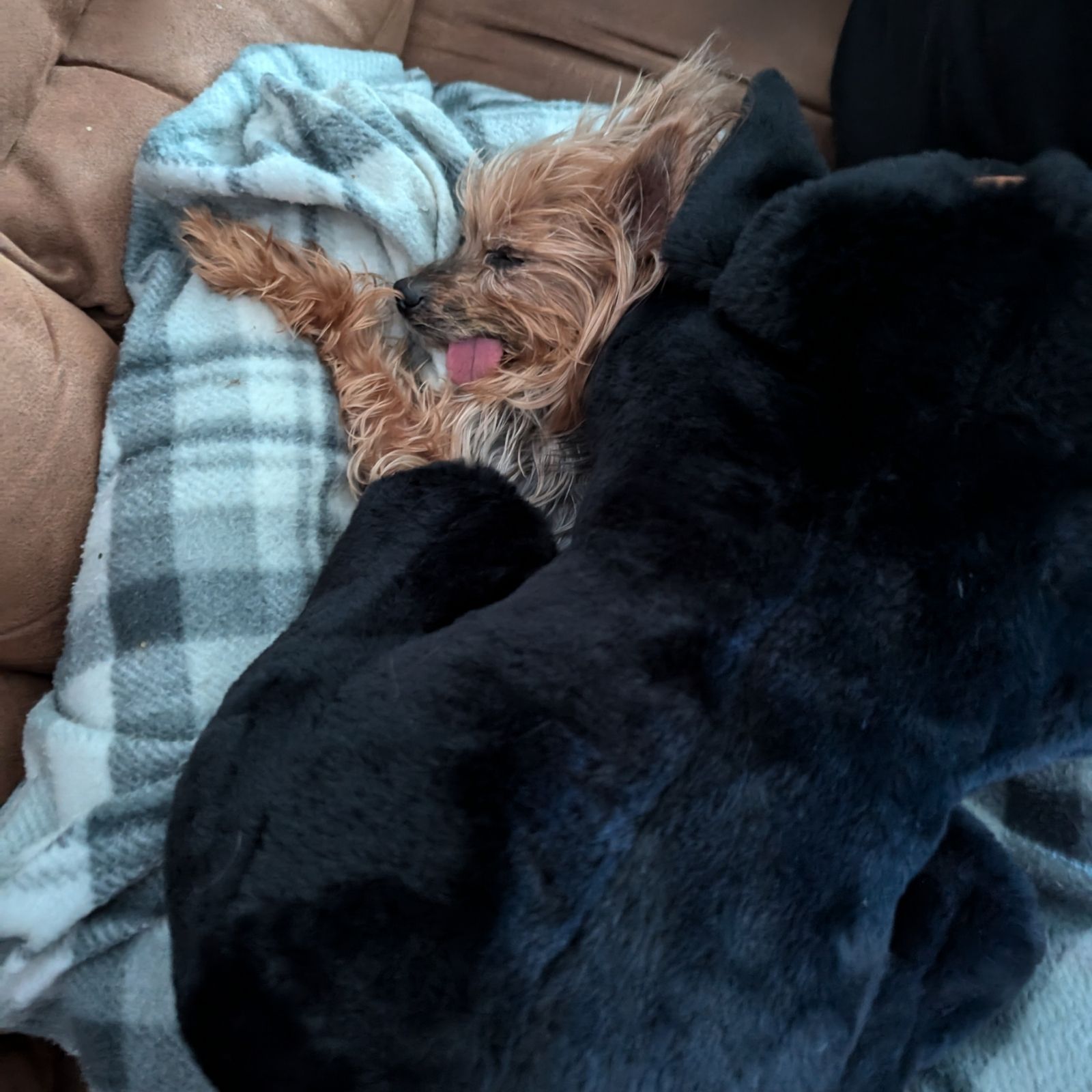 π THE LUNA FILES: The Suspicious Stuffed Dog πΆπ