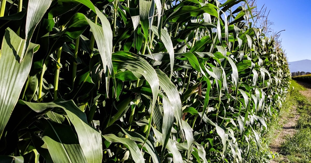 The future of food production