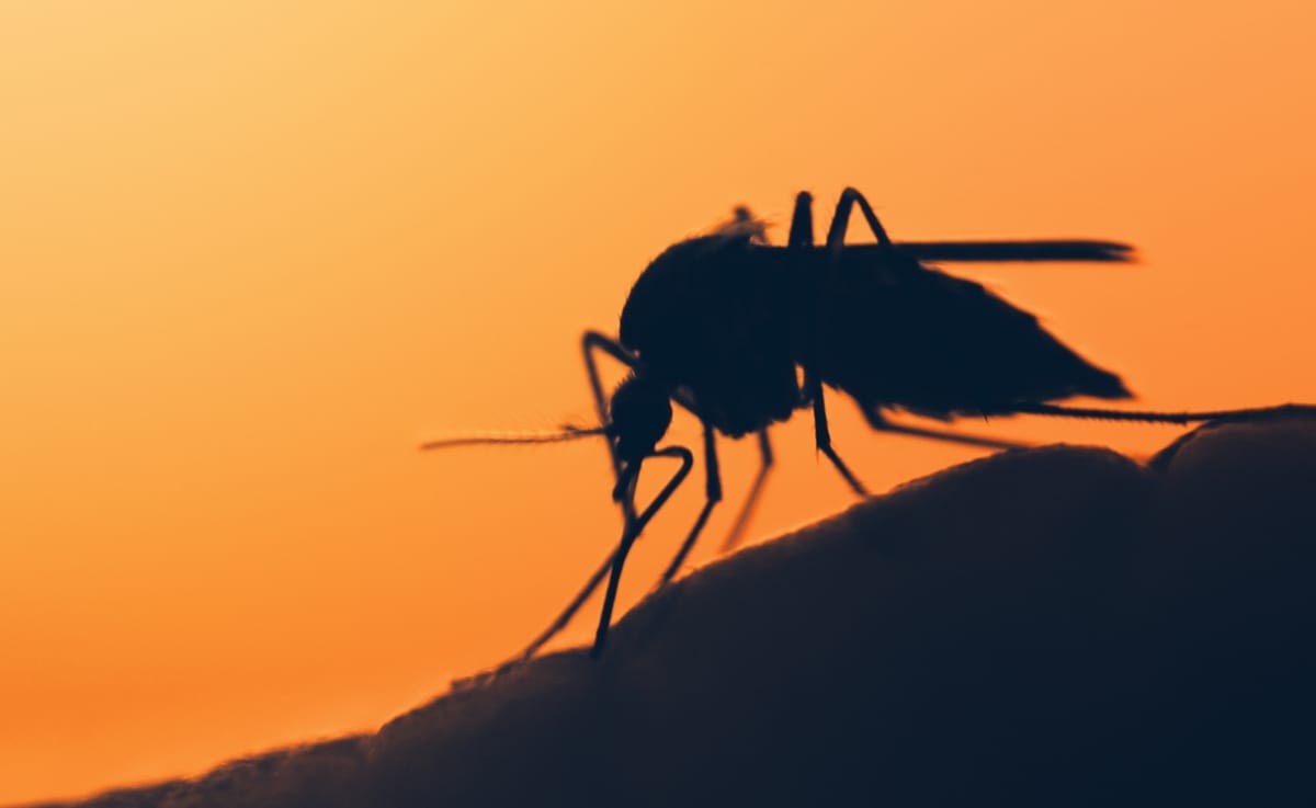 Can better salmon habitats also curtail mosquitoes?