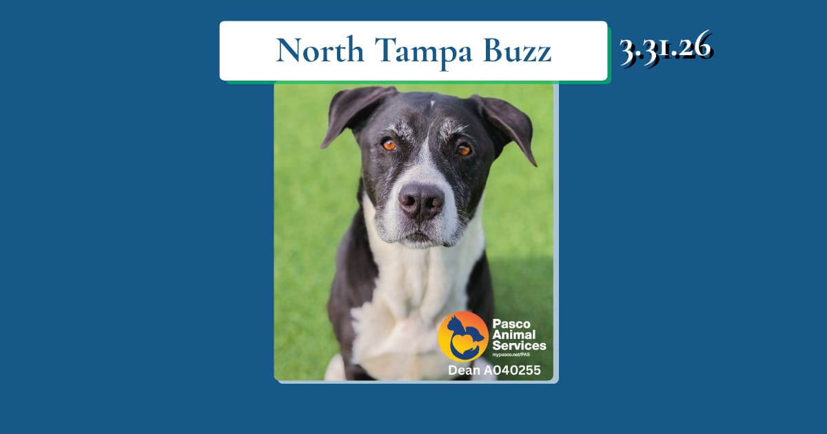 🏟️ A $2.3B decision is getting closer