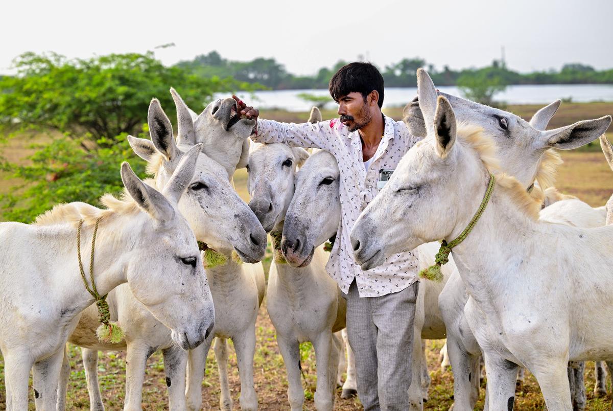 The ₹70,000/Day Business Nobody Is Talking About - Donkey Milk Farming in India