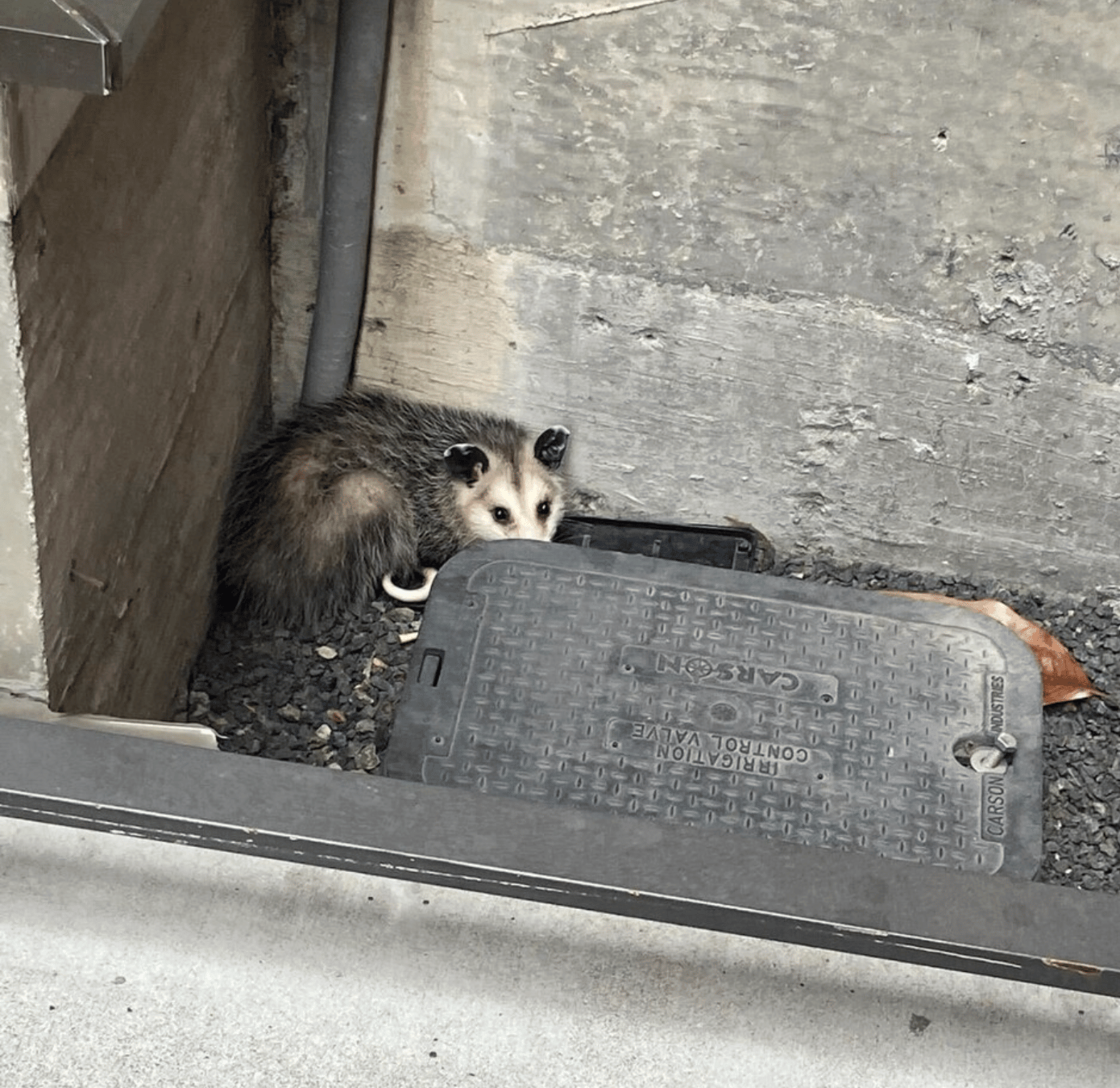 I wanted to build vertical SaaS for pest control. I took a technician job instead.