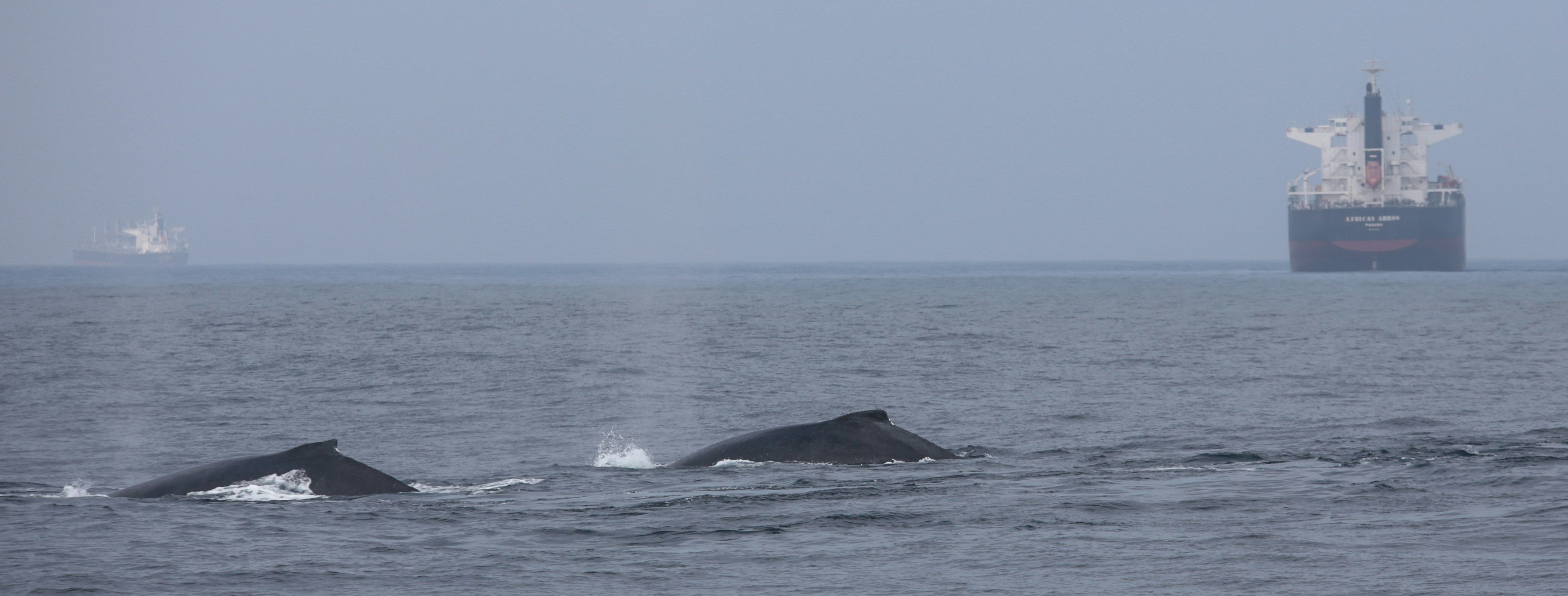 A Data-Driven Approach to Future Whale Protections