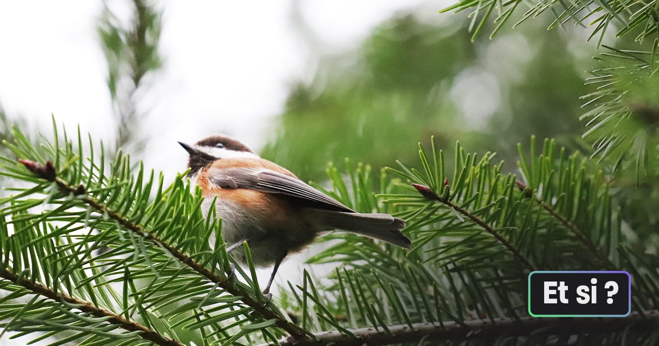 Et si... on comptait les oiseaux ?
