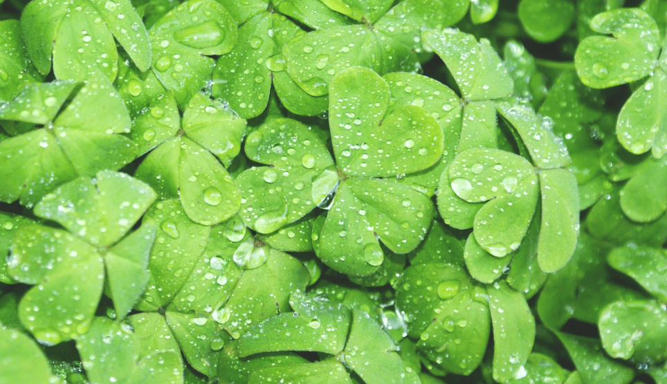 There are 10 kids in my kitchen right now 🍀