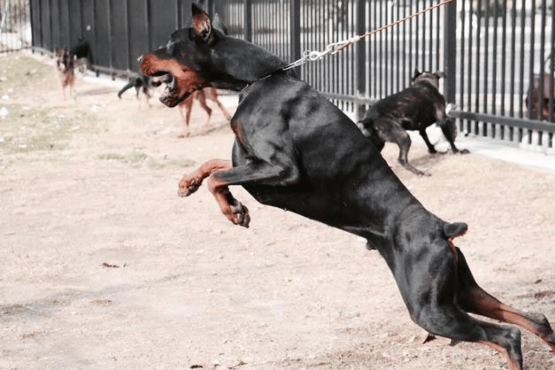 My Dog Attacked Me During Training. Here's What I Did Wrong.