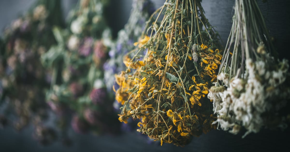 Why Drying Your Herbs Makes Better Medicine