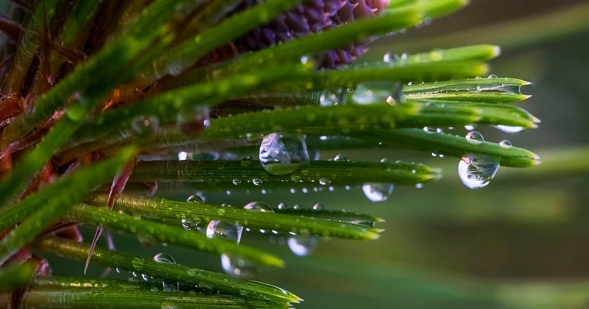 Are a lack of trees driving away the Fraser Valley's summer rain?