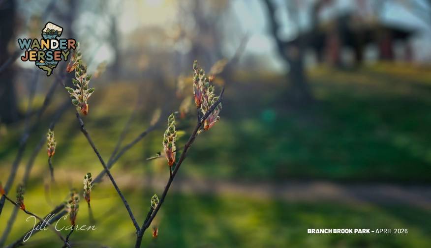 🌻Pickles, Art & Flying Objects