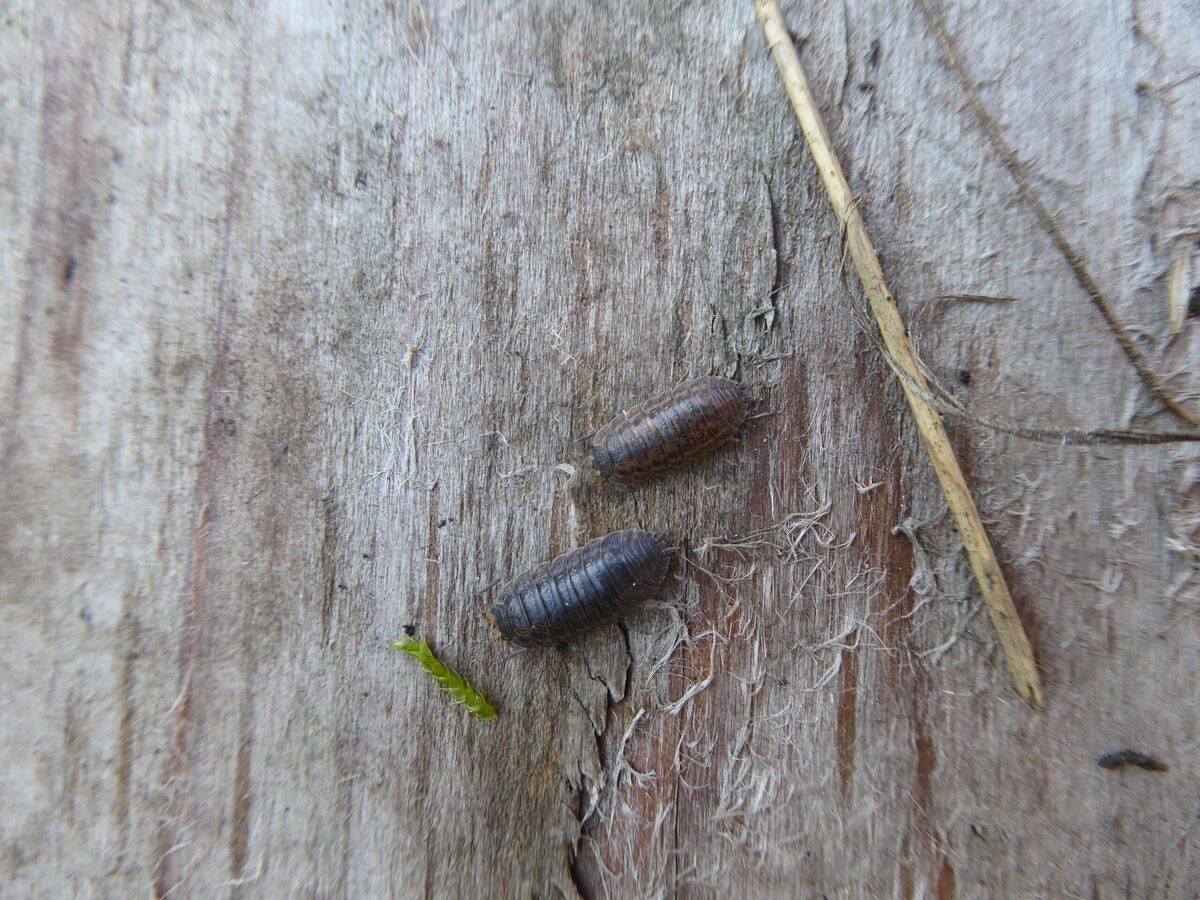 Terrestrial isopods are in Alberta and researchers are on a mission to learn more about them