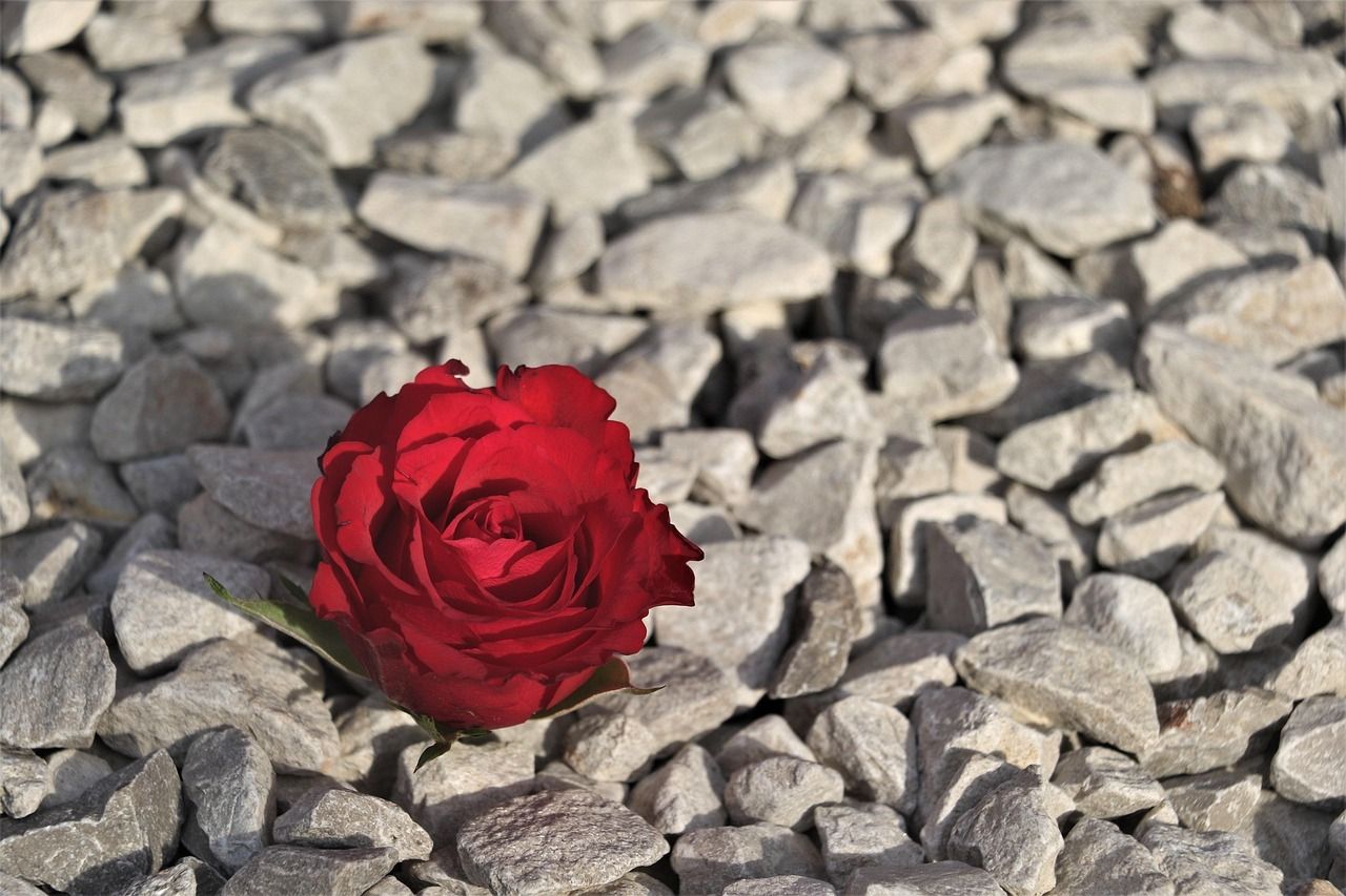 The Strength of Compassion