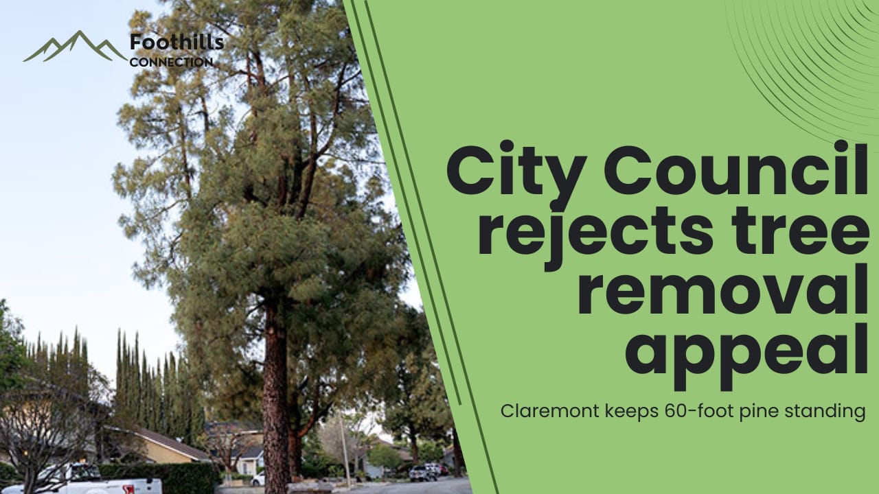 🌲Neighbors wanted it gone. The city said no.