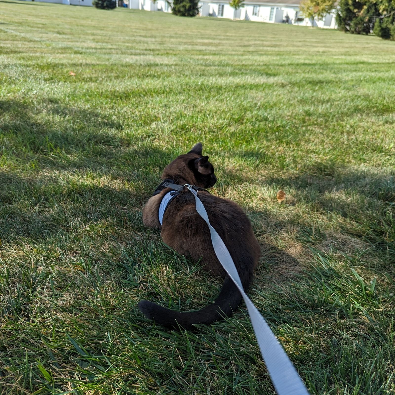 How Sammy Found His Neighborhood