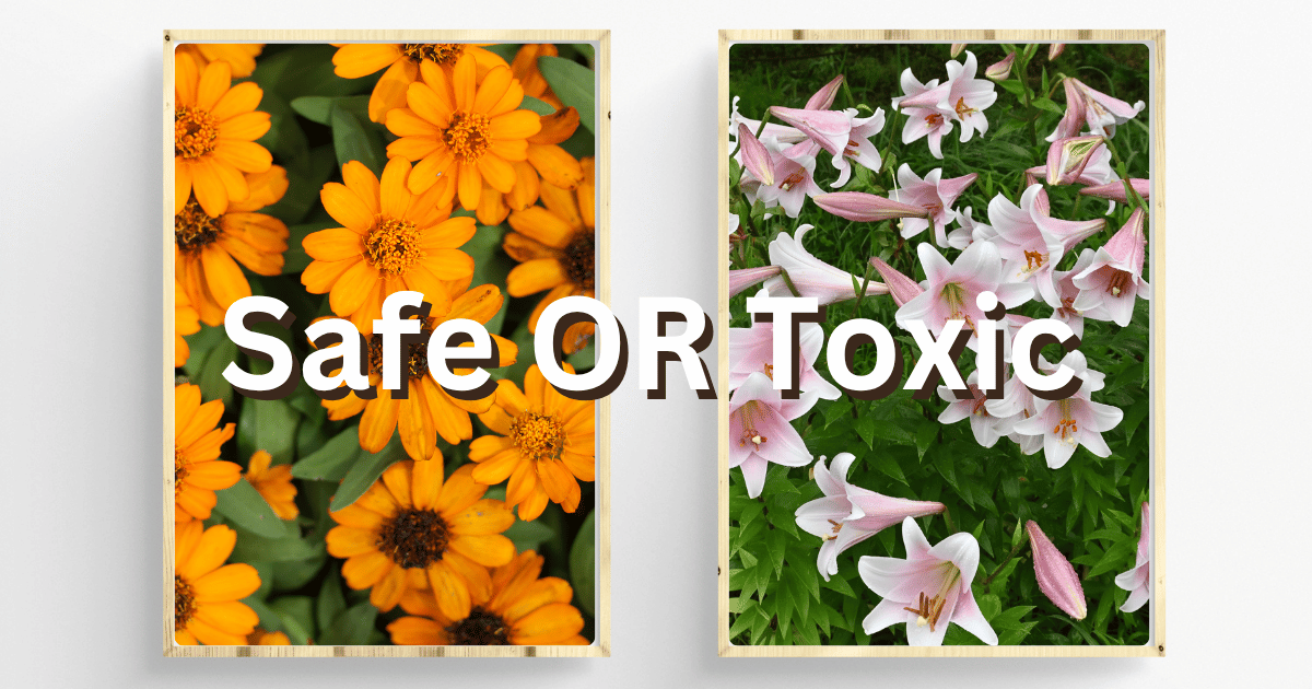 Pet Safety: 10 Plants That Are Toxic For Cats To Eat