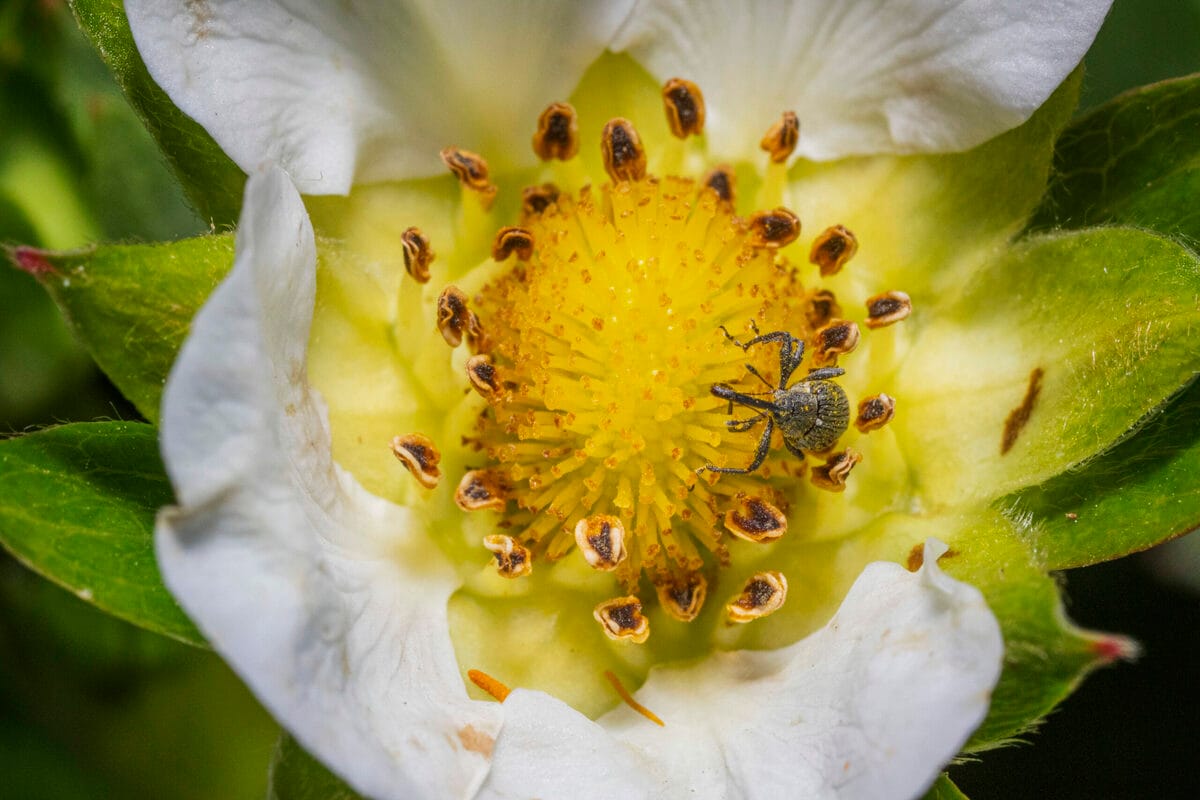 The insect invader that grows in your berry blossoms