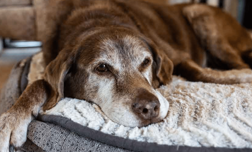 Old dogs can learn new tricks