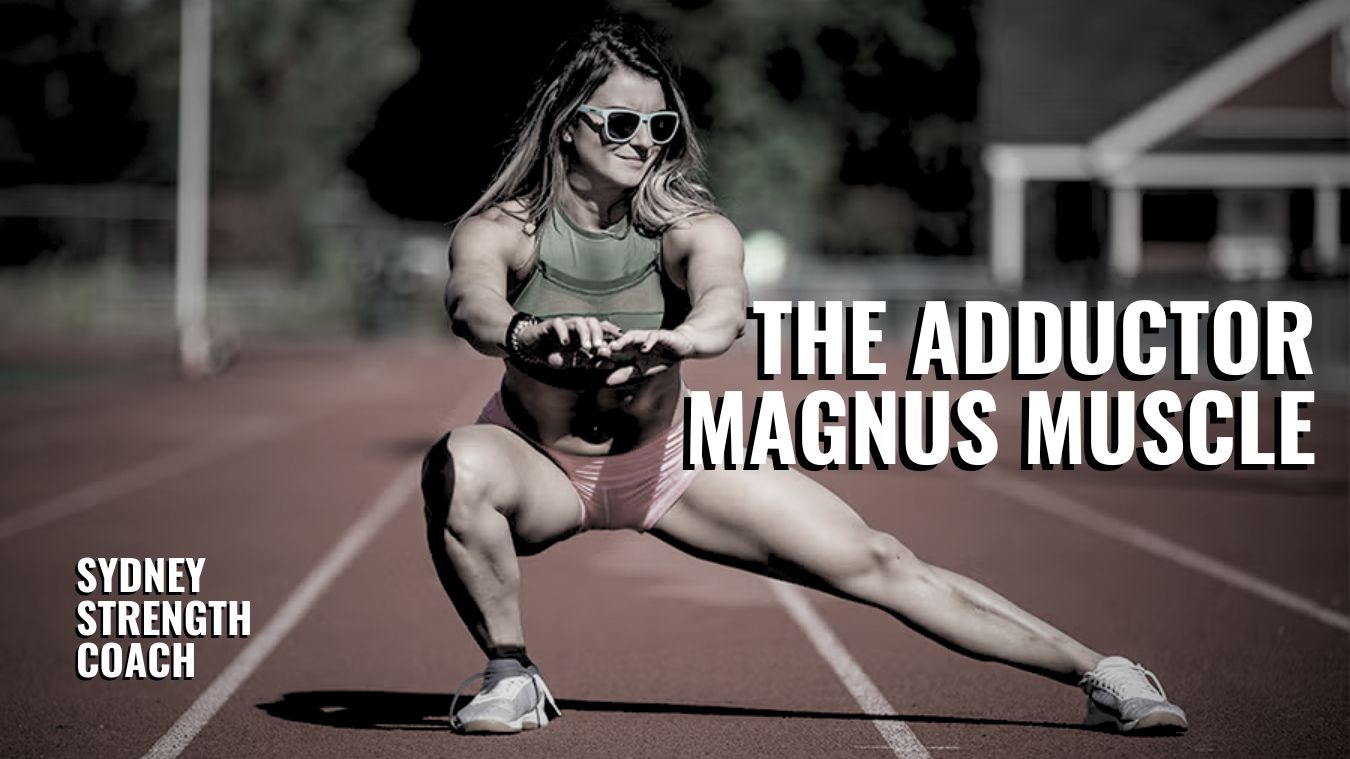 Adductor Magnus Muscle: Function, Anatomy & Training Guide