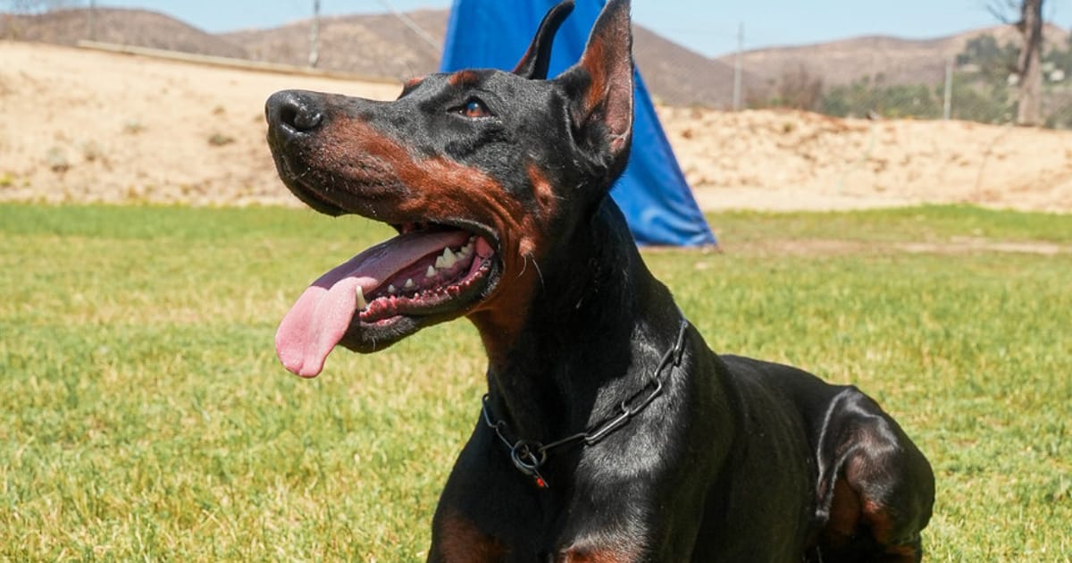 Limited vs Full AKC: The Registration Truth No One Tells You