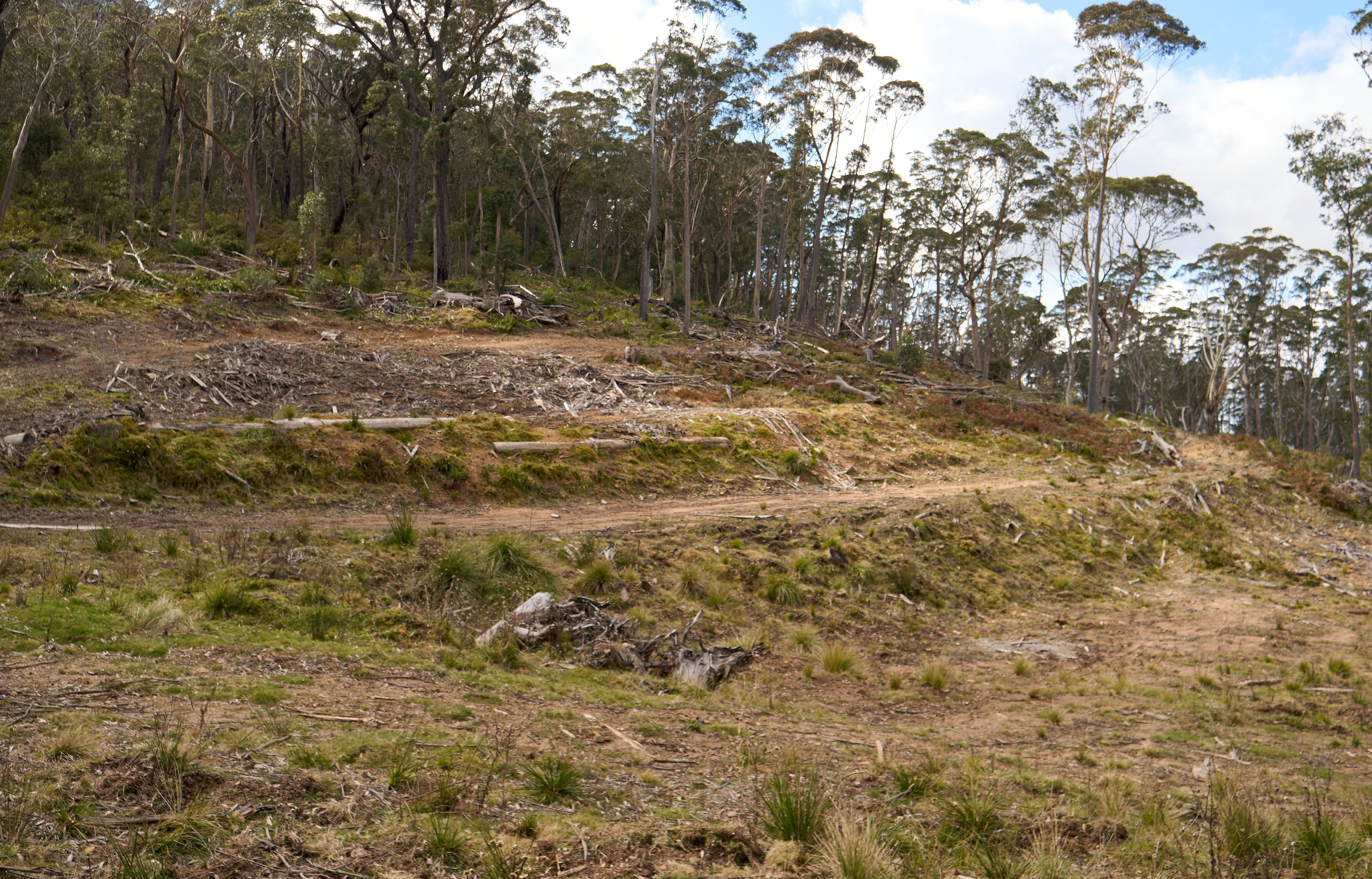 Time to log off? The case to end the destruction of our native forests