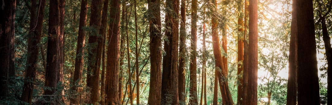 The Ancient Redwood Grove That Inspired a Galaxy Far, Far Away