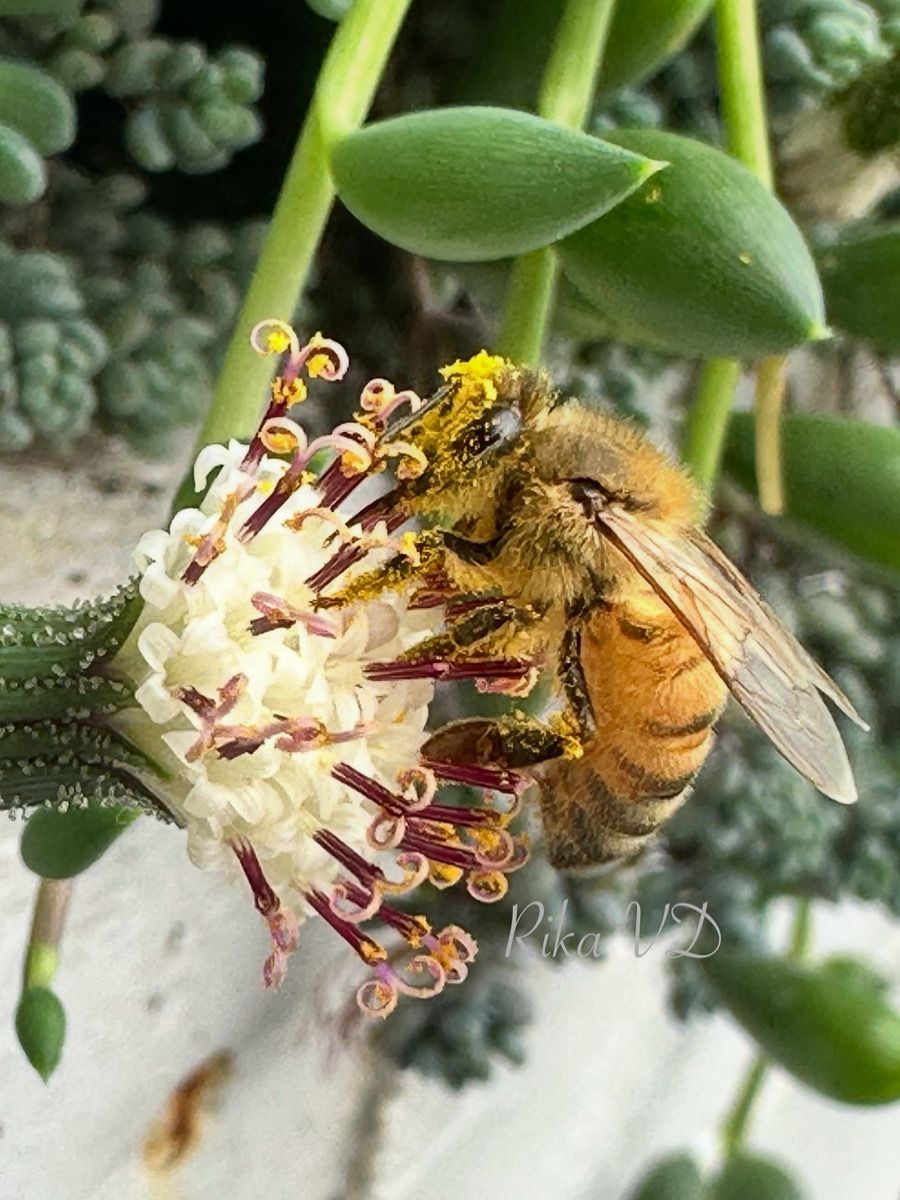 The Quiet Quit: When High Performers Check Out Mentally