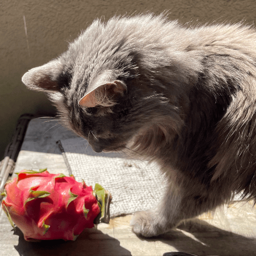 🌼 Creative Hump Newsletter 🌼