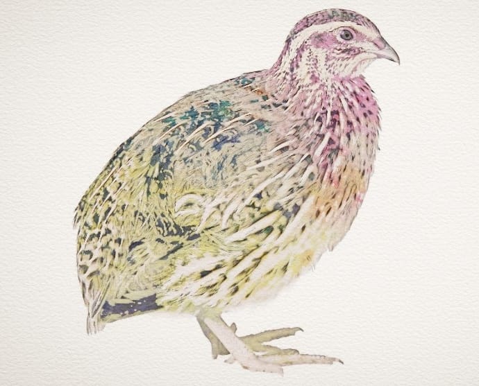 Adventuring through the Canadian Rockies