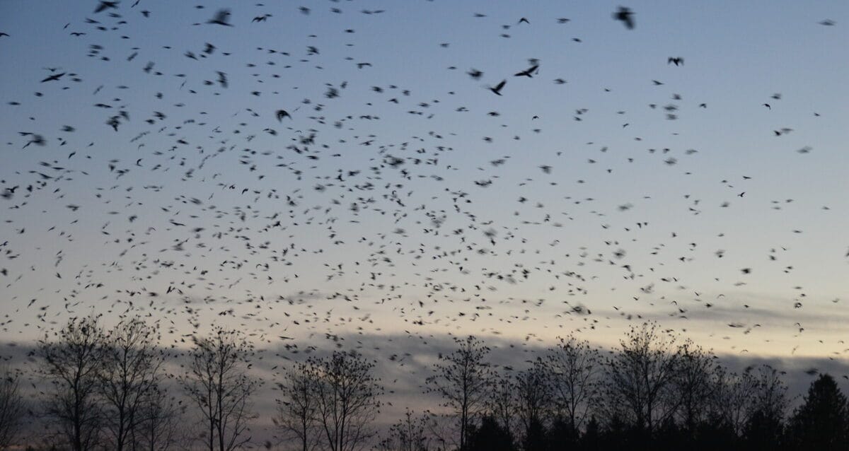 Counting a murder (of crows) in Langley