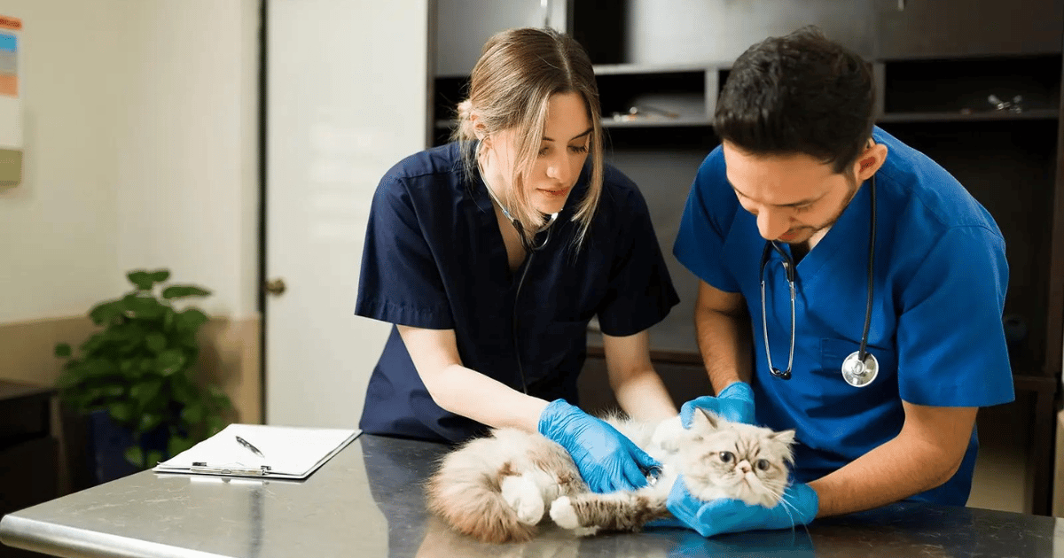 Adventuring through the Canadian Rockies