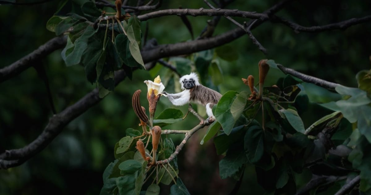 Community Reforestation Spurs Cotton-top Tamarin Recovery in Northern Colombia