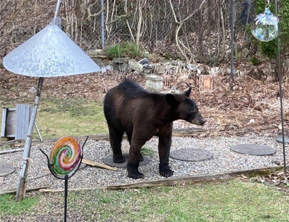 Adventuring through the Canadian Rockies