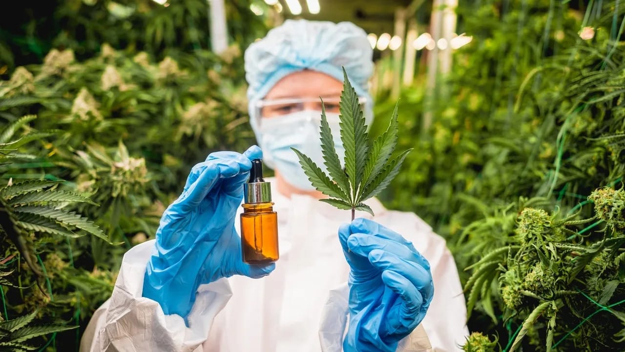 ☕ Plantação de cannabis no Brasil