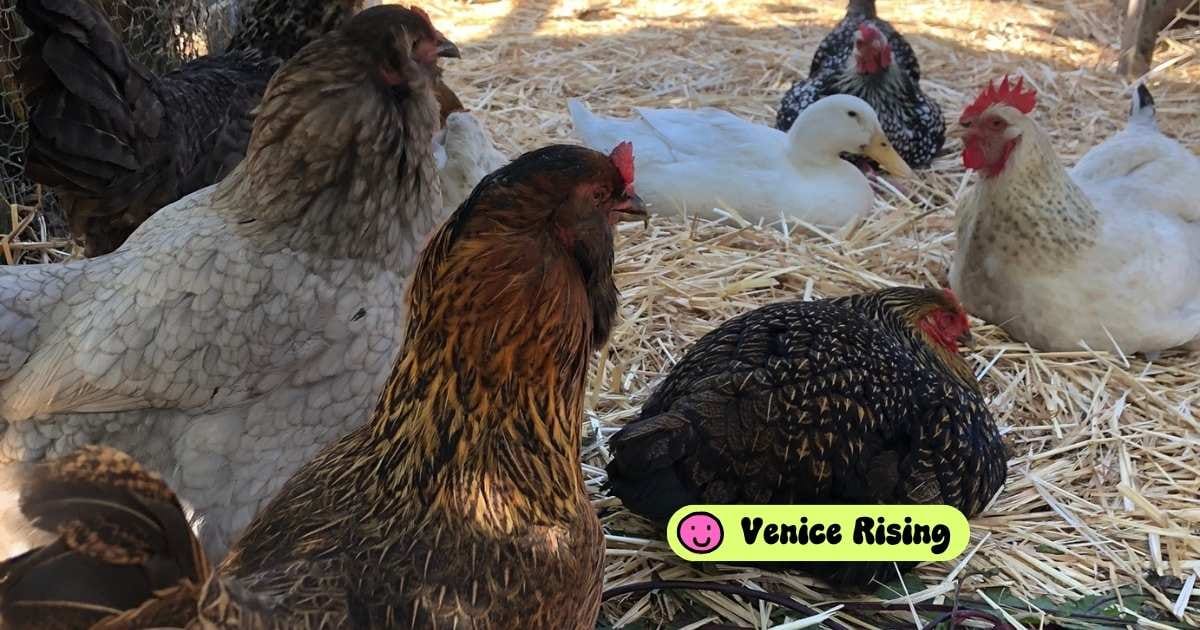 Keeping the farm in Venice: how a long-fought hotel project sparked a new sanctuary at Westminster Elementary