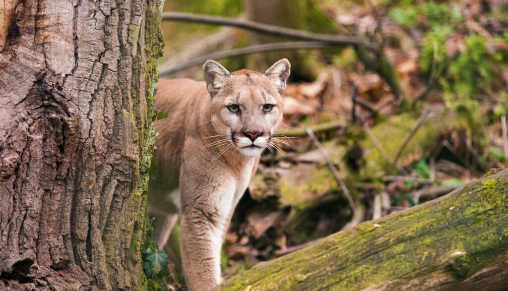 The wild cats among us