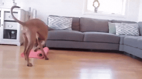 Adventuring through the Canadian Rockies