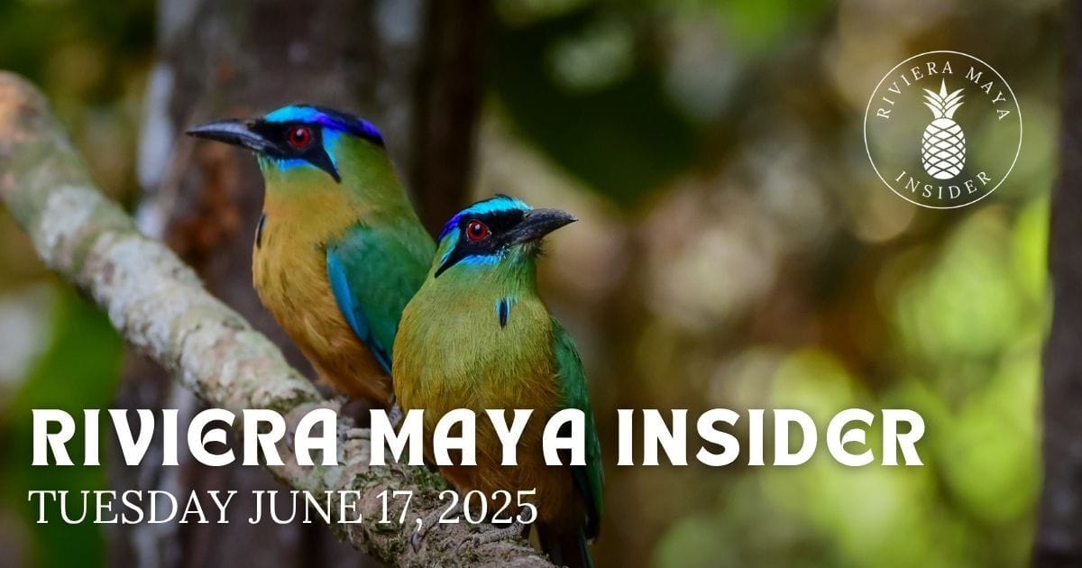  🎭️  Motmots, Gentle Giants and the Return of OperaMaya