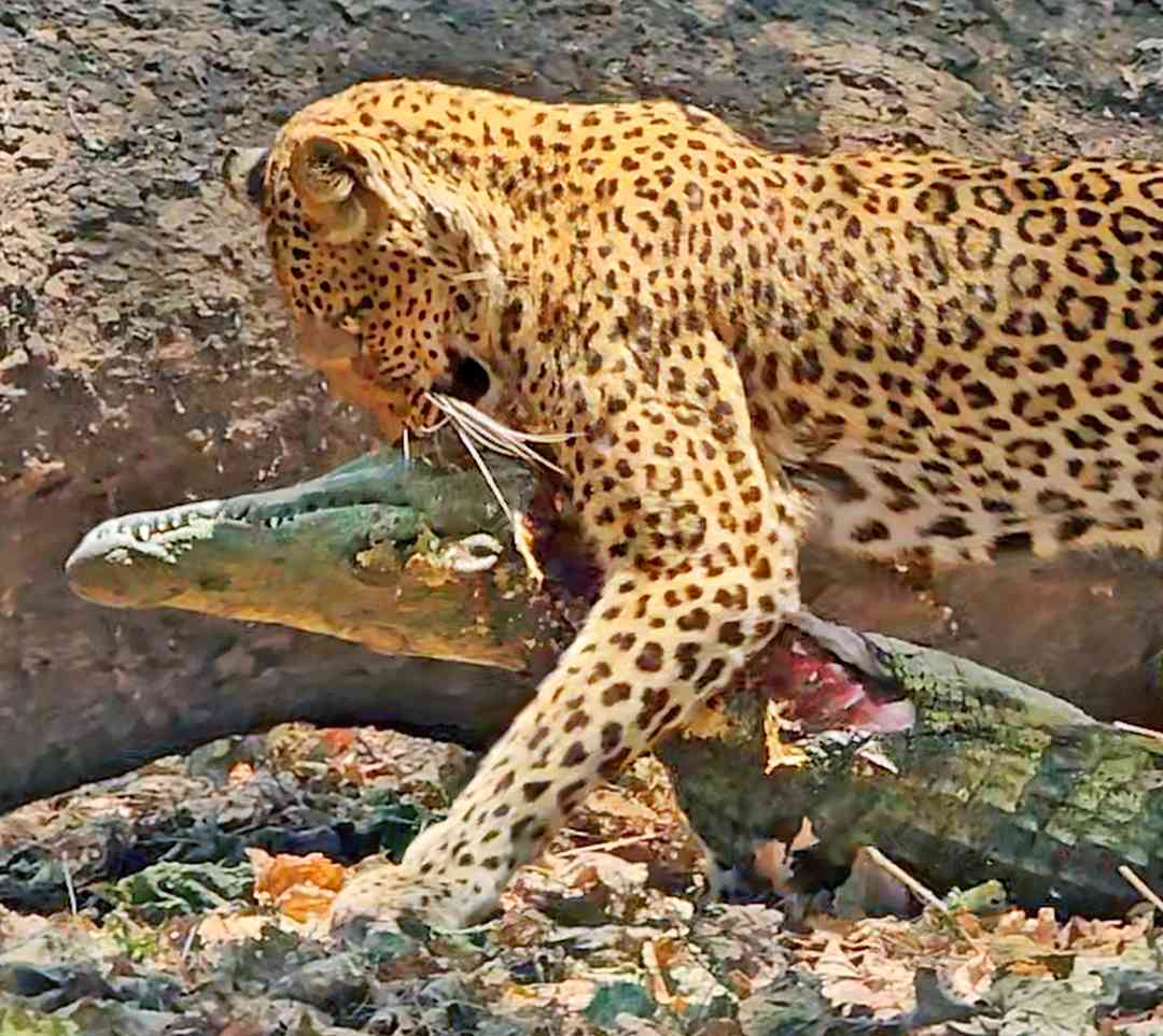 Adventuring through the Canadian Rockies