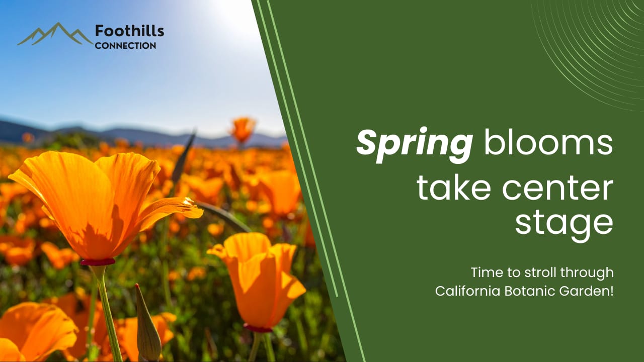 🌼 Your Spring to Summer preview: wildflowers, night markets, and more!