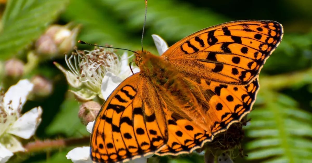 Wales’ Biodiversity Crisis: Nearly 3,000 Species Now at Risk