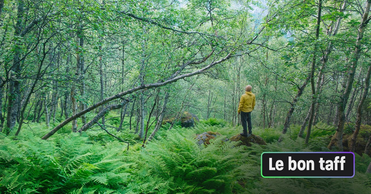 Energies renouvelables, protection des forêts... les 4 annonces d'emploi de la semaine