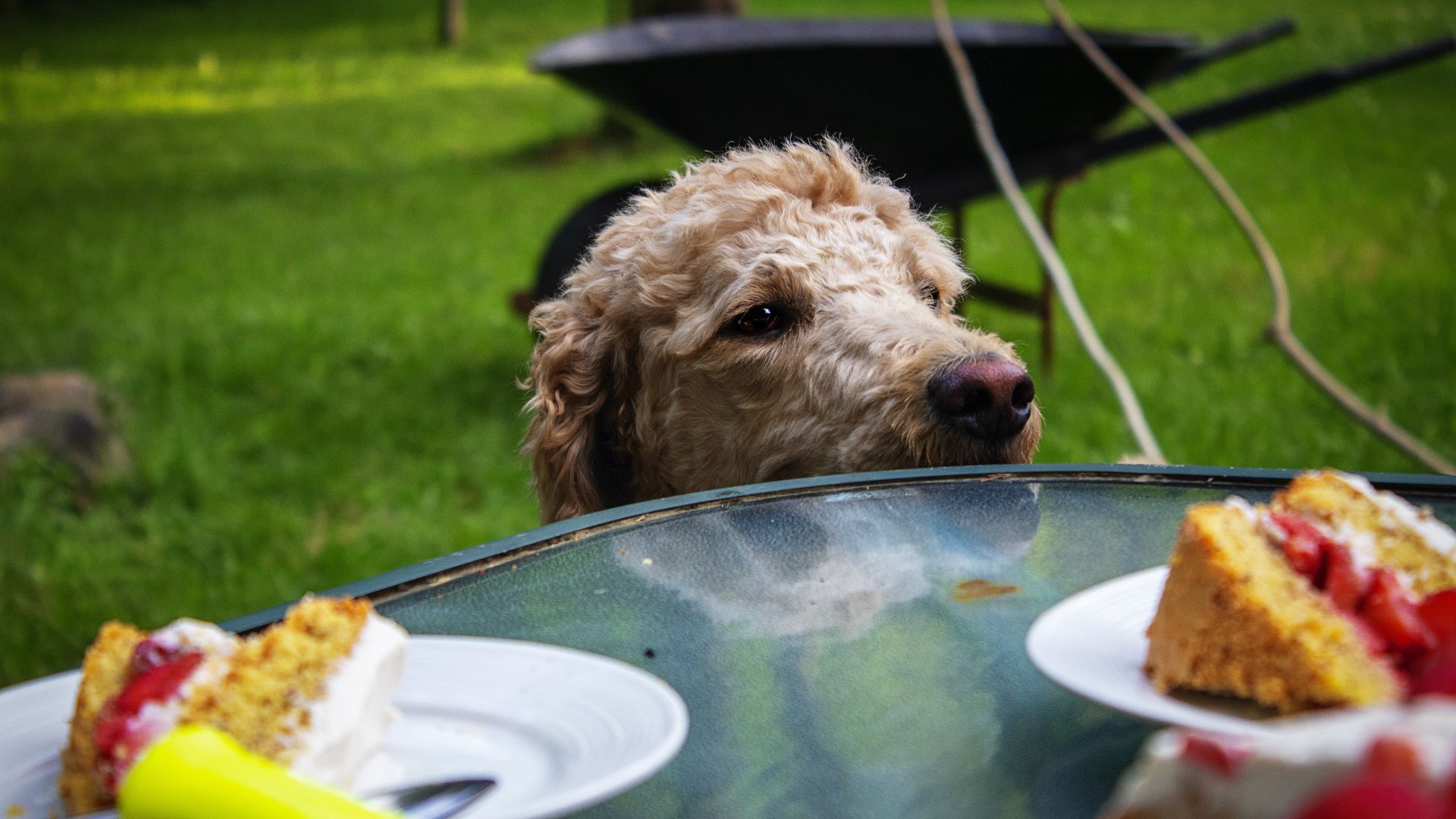 Forecast: Temptation with a Chance of Regret