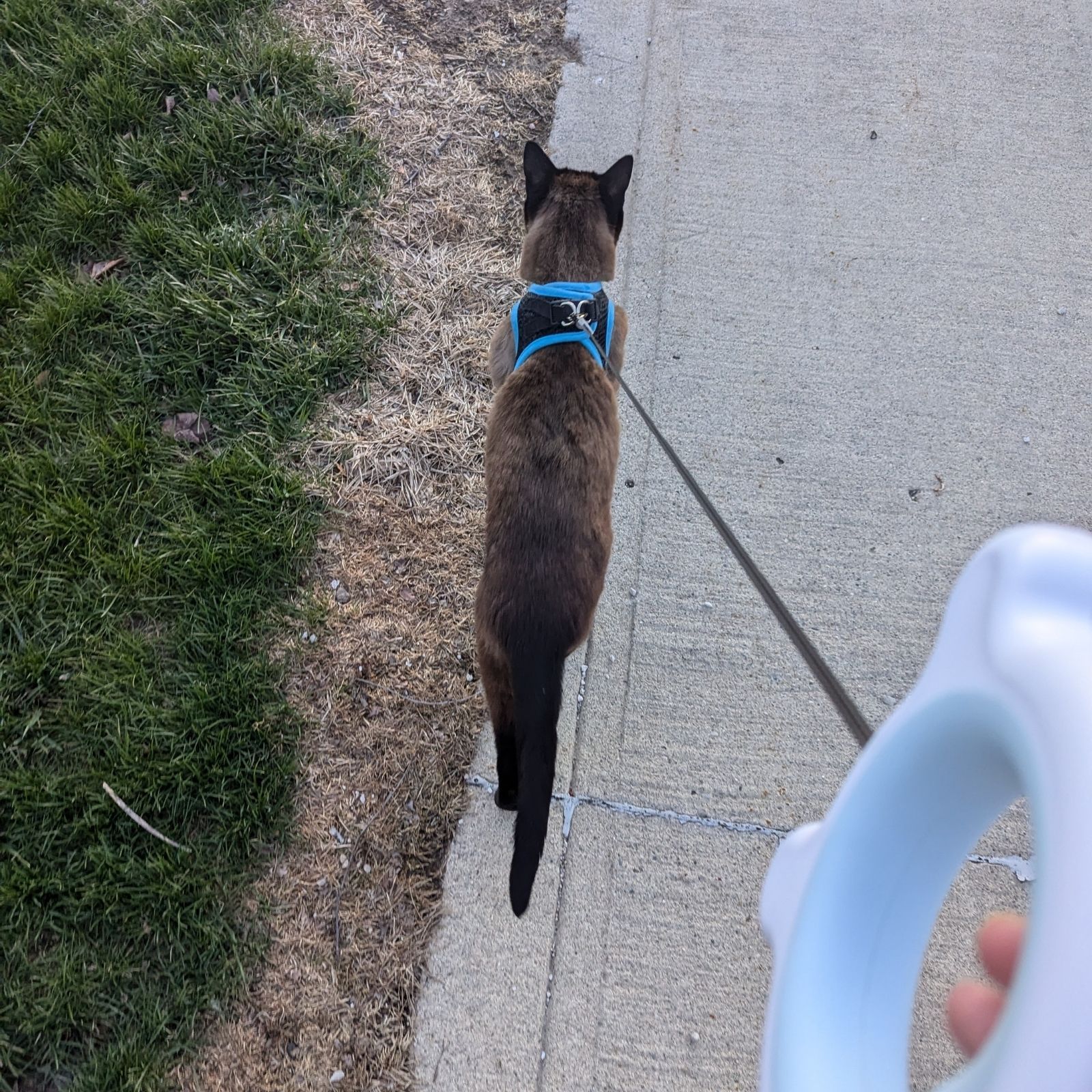 PAWSITIVE REVIEW: The Rainbow Disco Leash 🌈