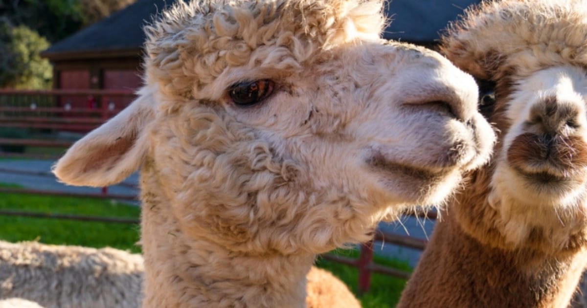 Woofstock 🐶, cinematic gems, and a day on the ranch