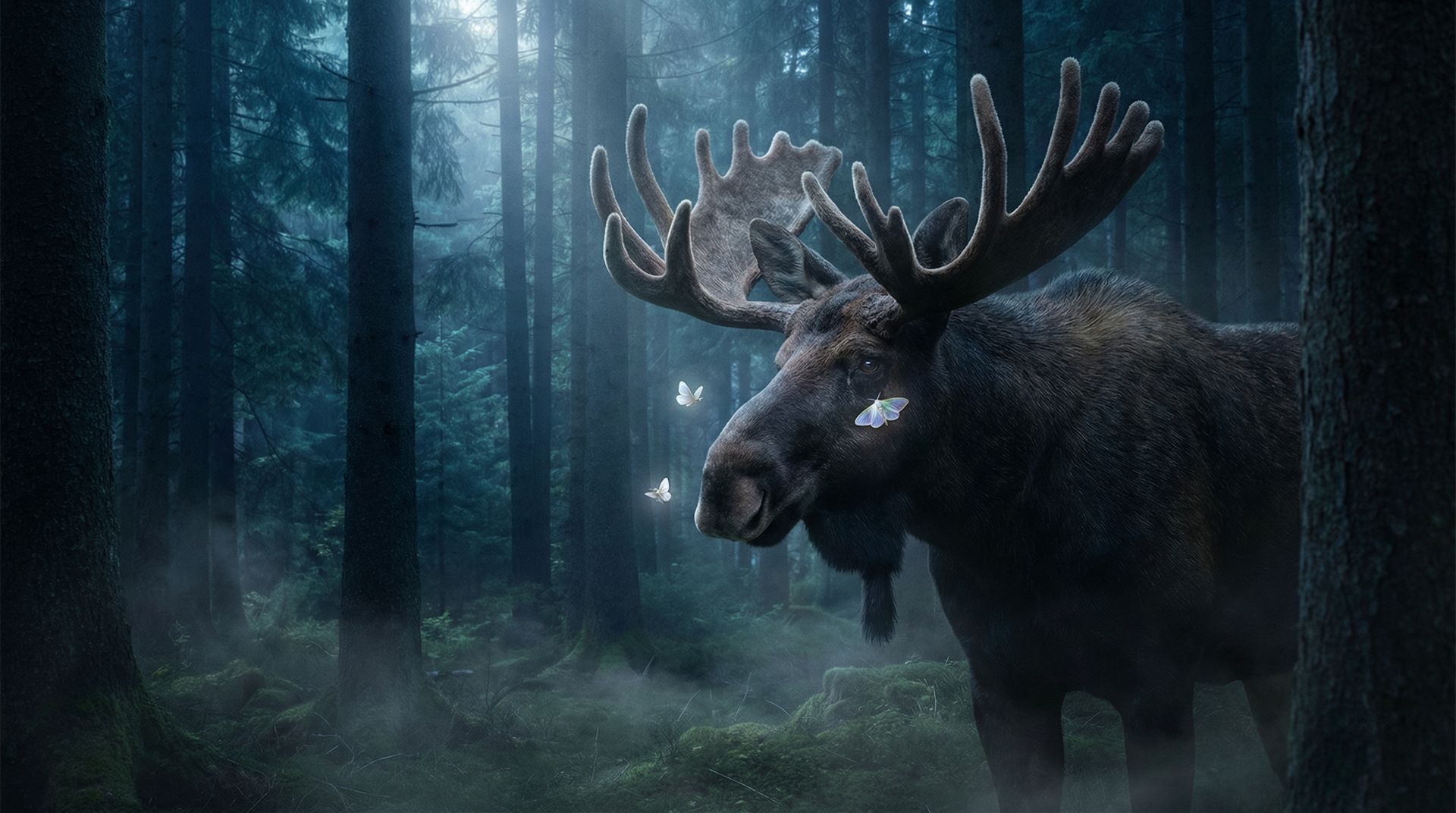 The Moths That Drink a Moose's Tears