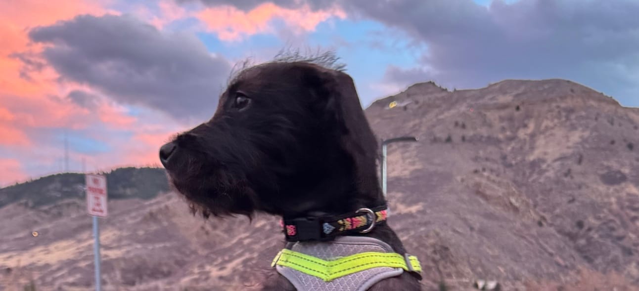 Happy Belated National Puppy Day 🐾