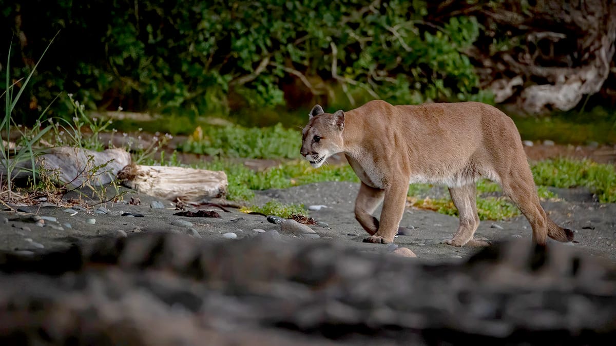 Cougar killings are on the decline. Why?