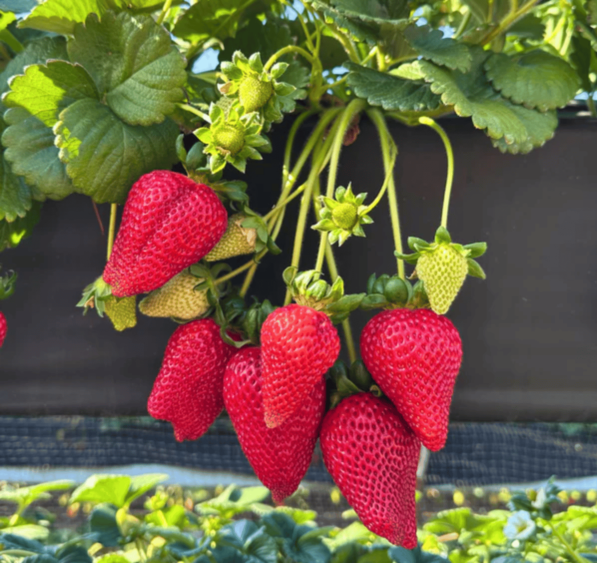 SO OC Club: April 9th Edition