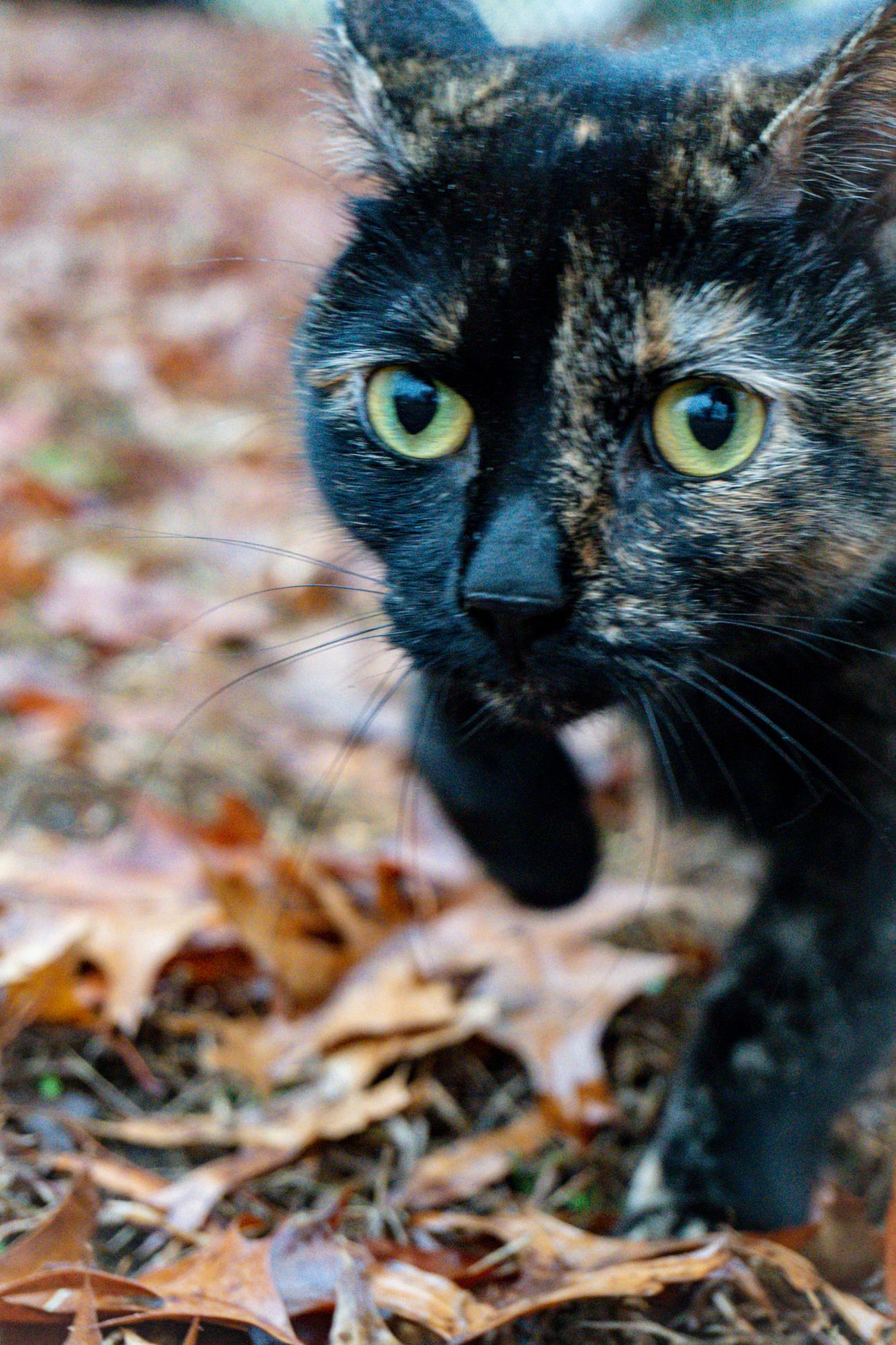 Week of June 16th in News - Anne Maerriaman, Transgender Care Ban, Naked Gun Reboot & JAWS 50th