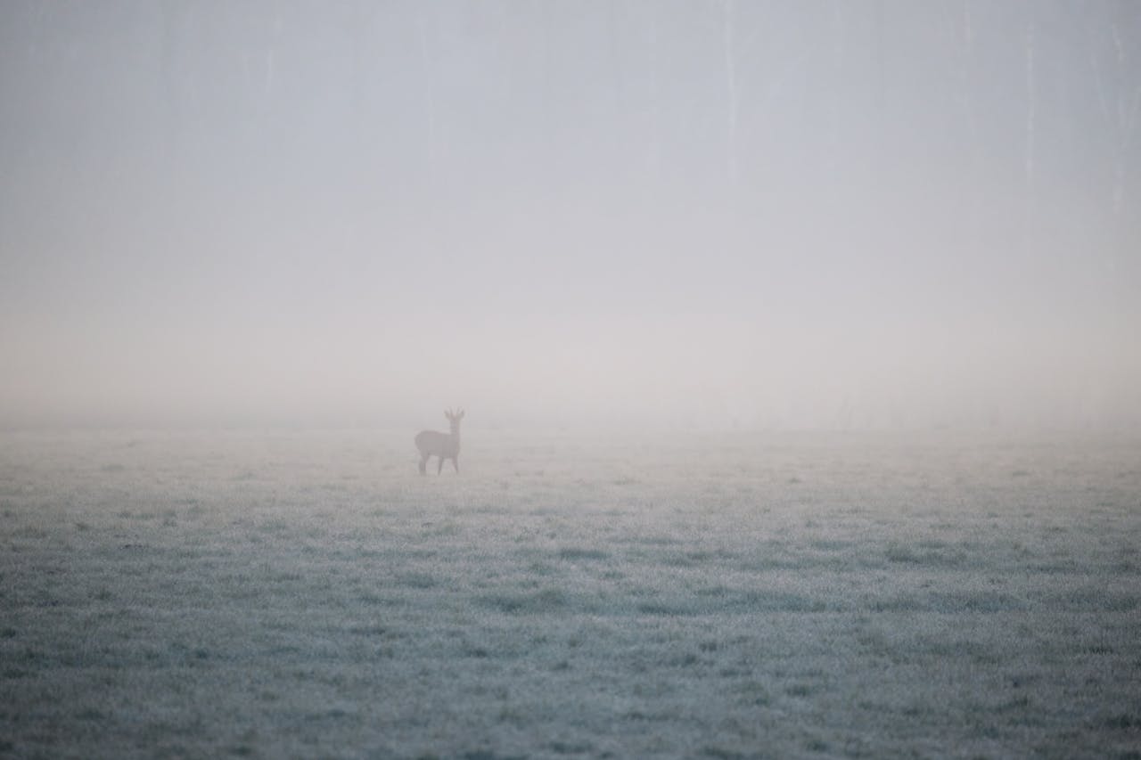 Inside Agentic Commerce